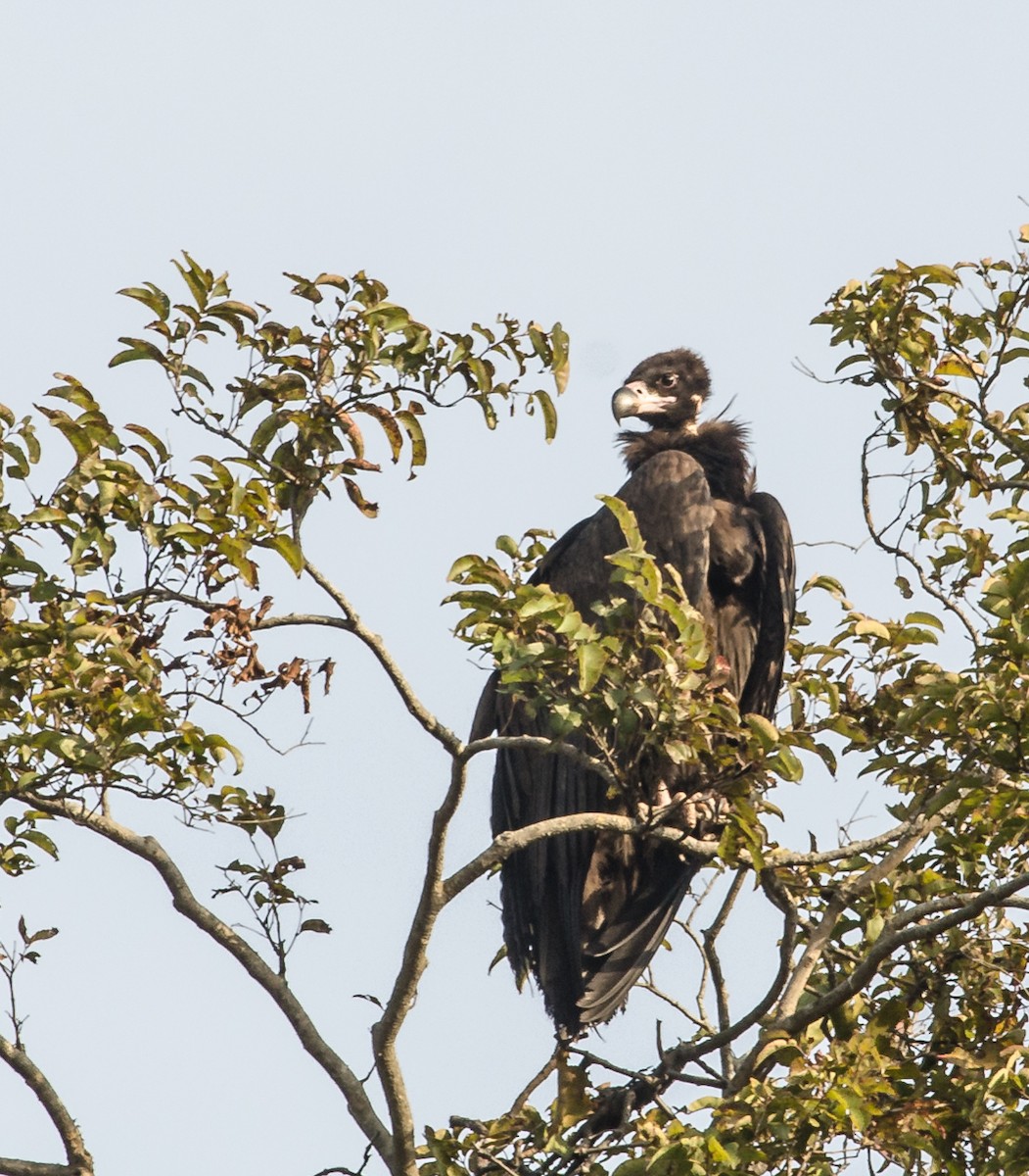 Cinereous Vulture - ML618875965