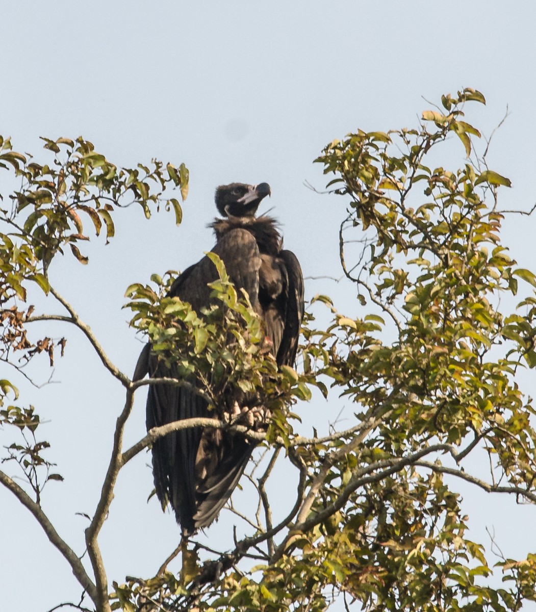 Cinereous Vulture - ML618875966