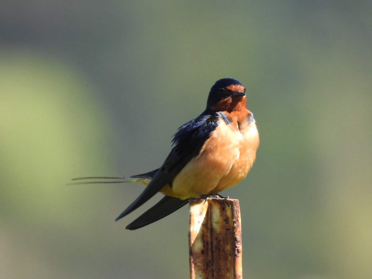 Barn Swallow - L. Burkett