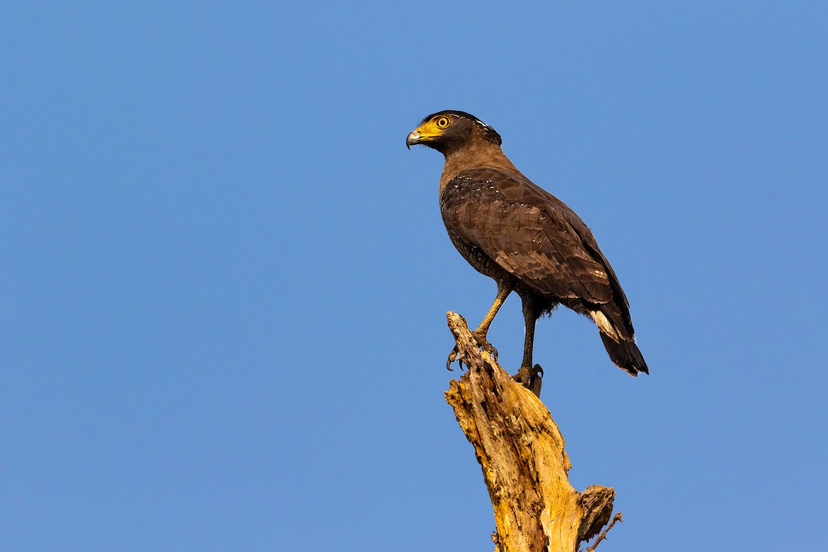Crested Serpent-Eagle - ML618875979