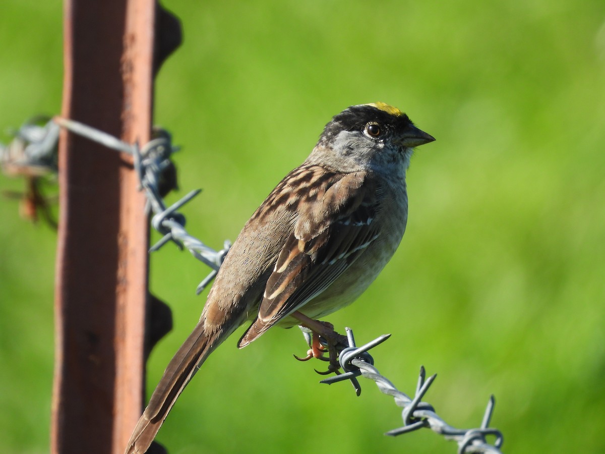 Golden-crowned Sparrow - ML618875986