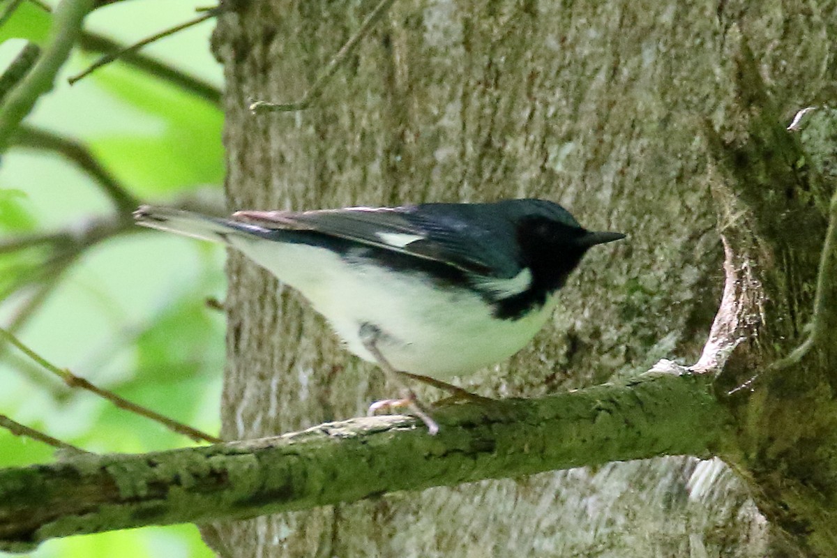 Black-throated Blue Warbler - John Manger
