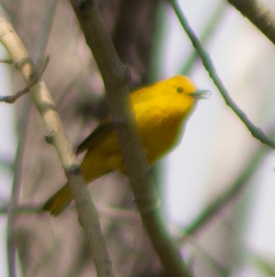 Yellow Warbler - G Stacks