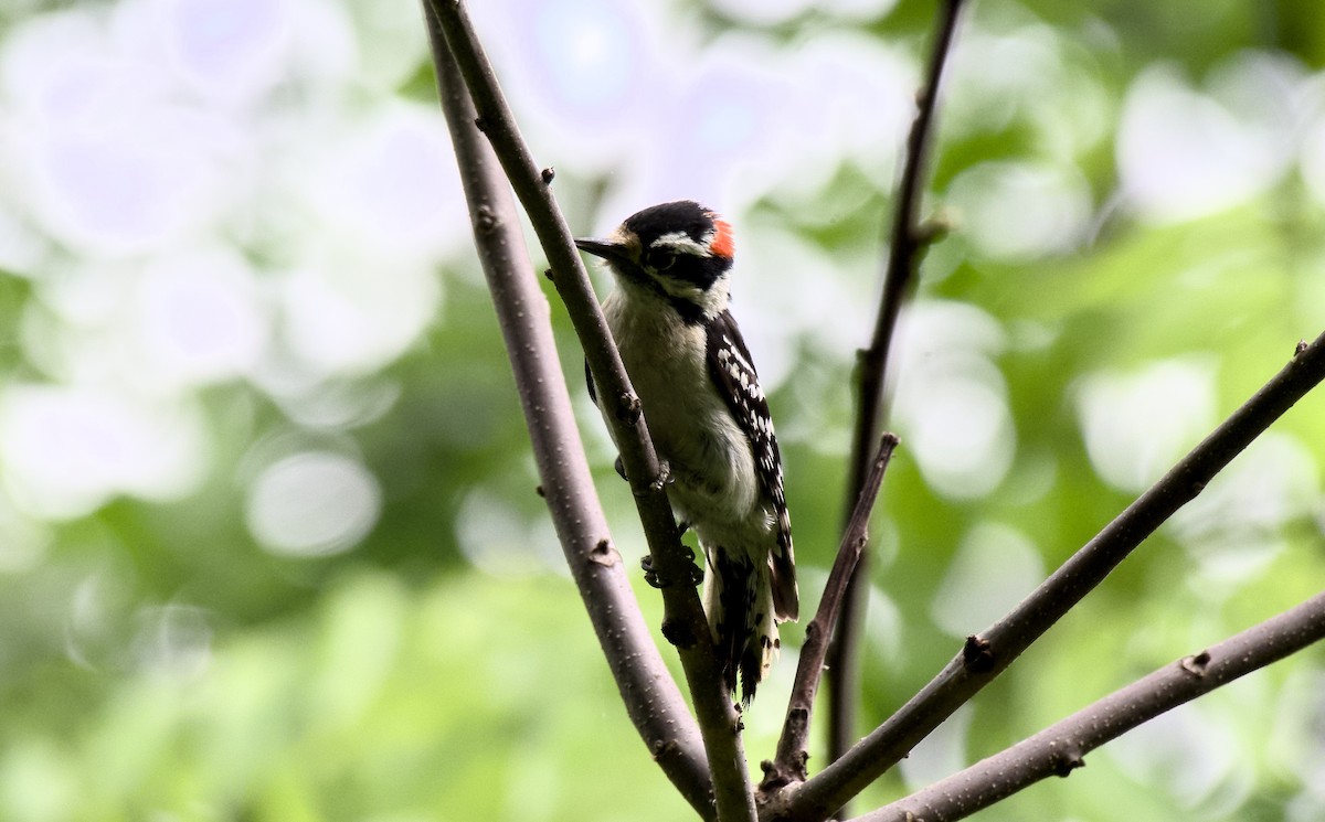 Downy Woodpecker - Rickey Shive