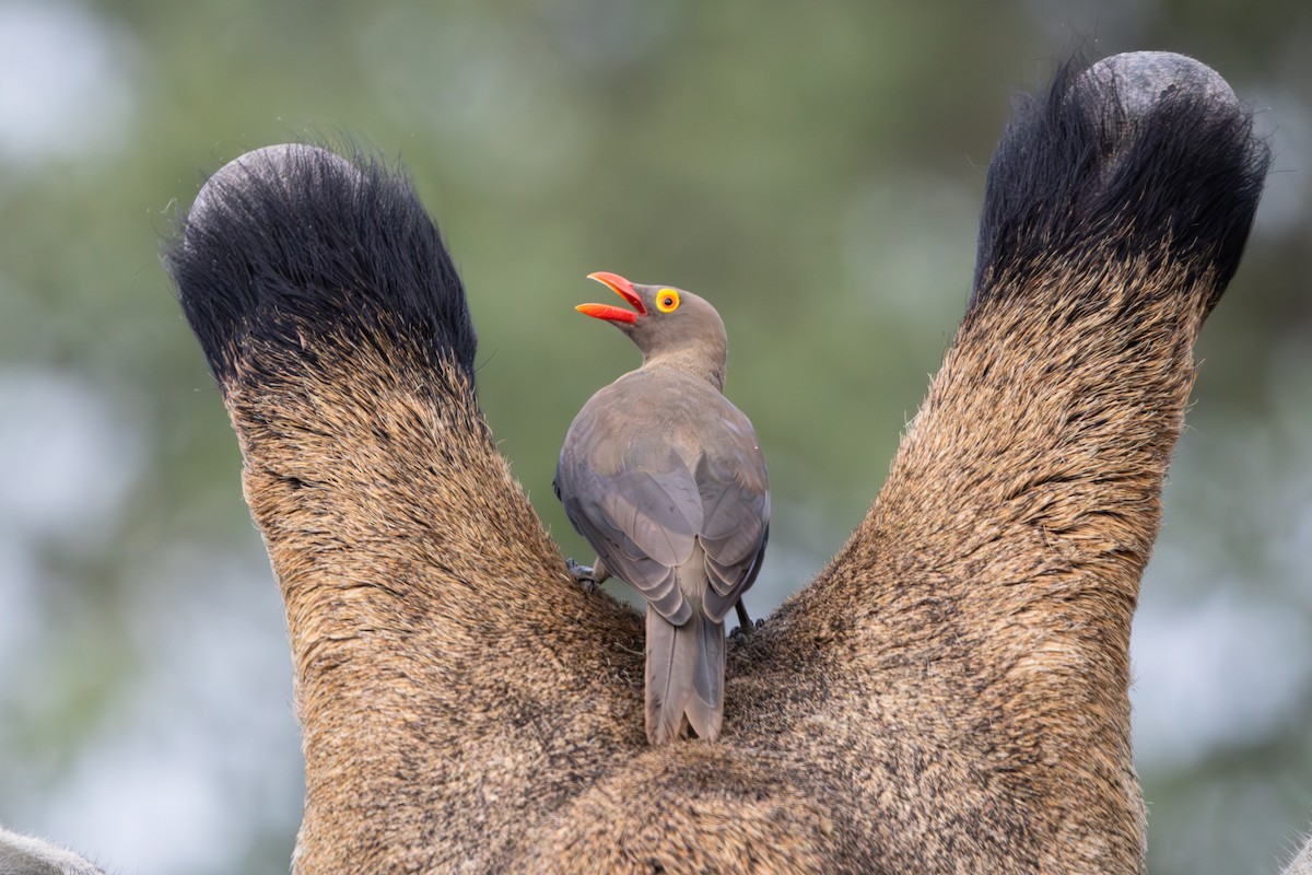 Red-billed Oxpecker - ML618876013