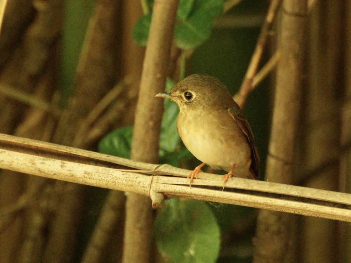 Brown-breasted Flycatcher - ML618876059