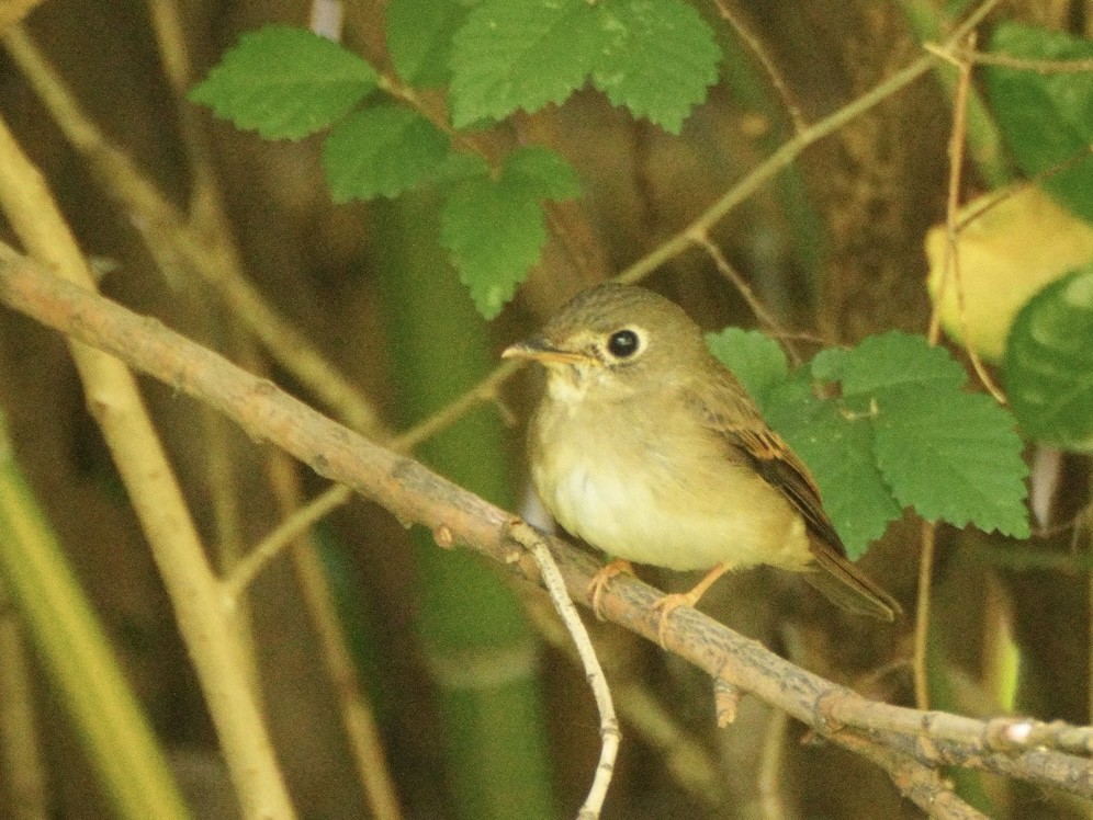 Brown-breasted Flycatcher - ML618876060