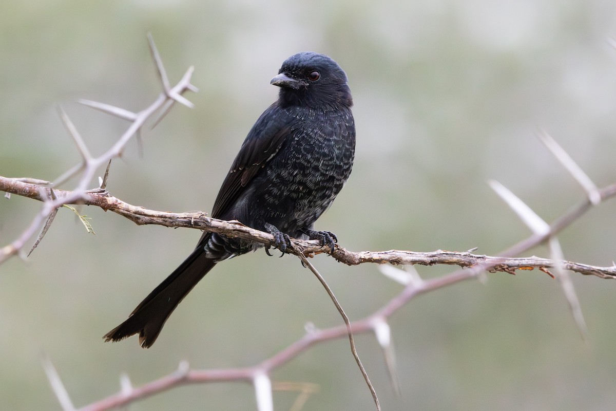 Fork-tailed Drongo - ML618876064