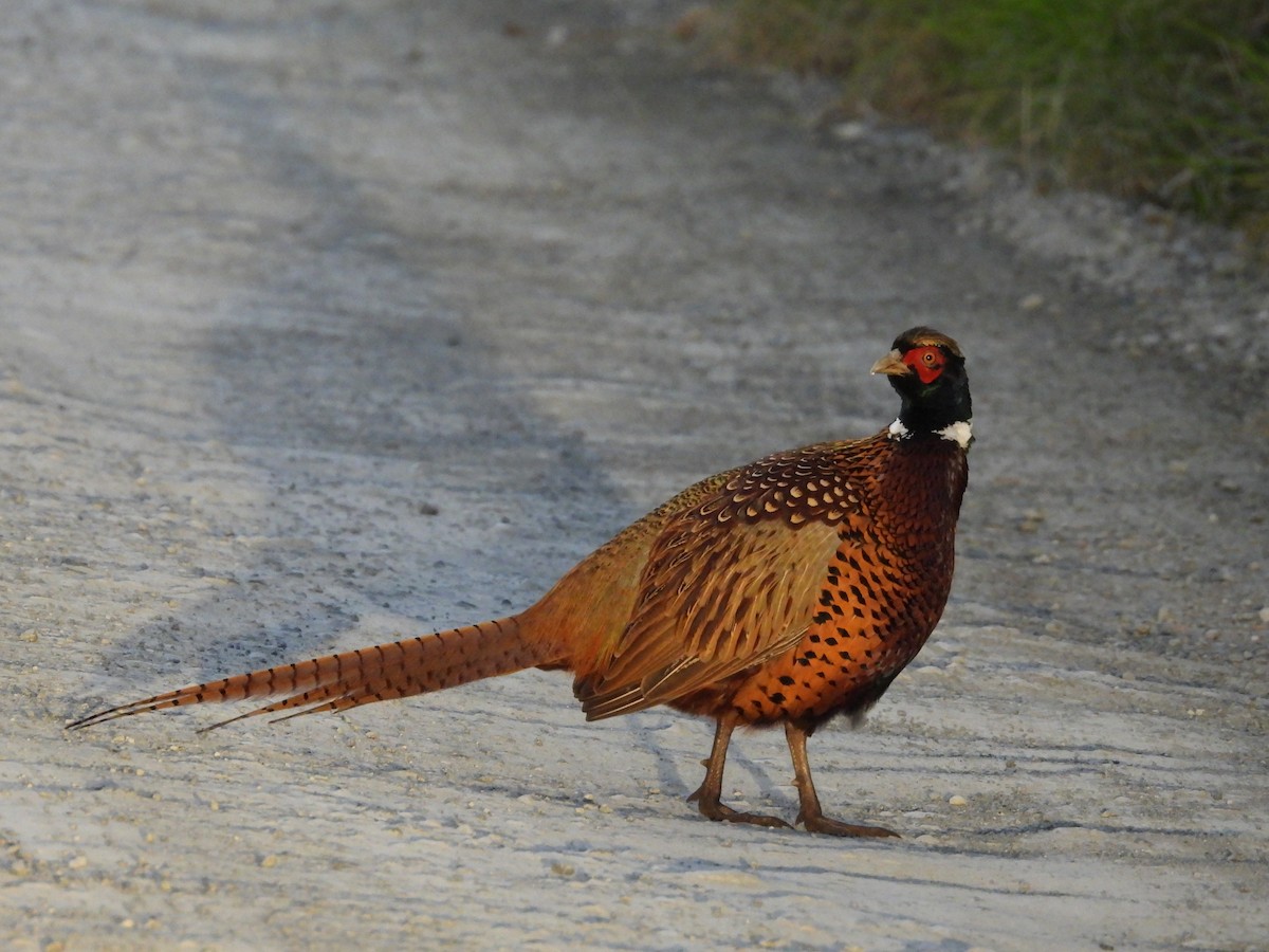 Ring-necked Pheasant - ML618876120