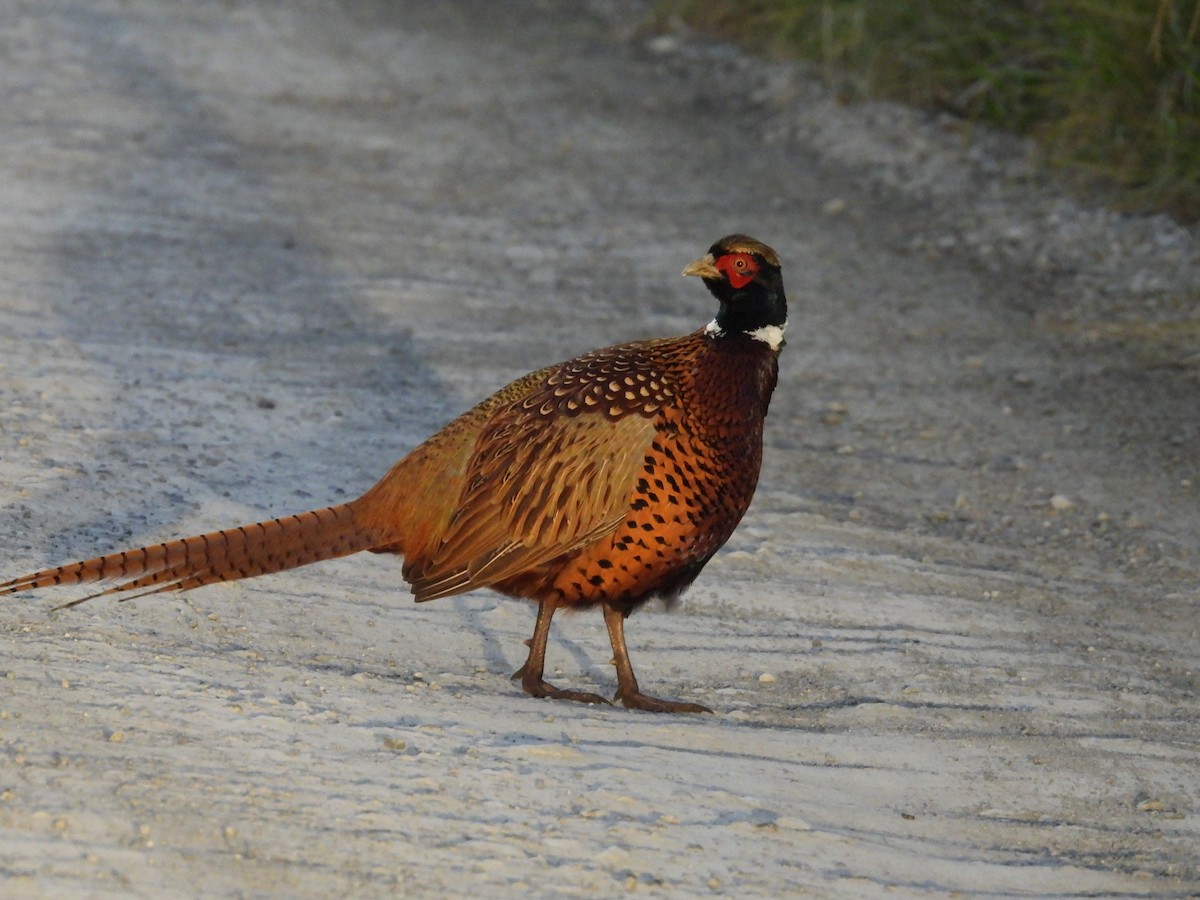 Ring-necked Pheasant - ML618876121