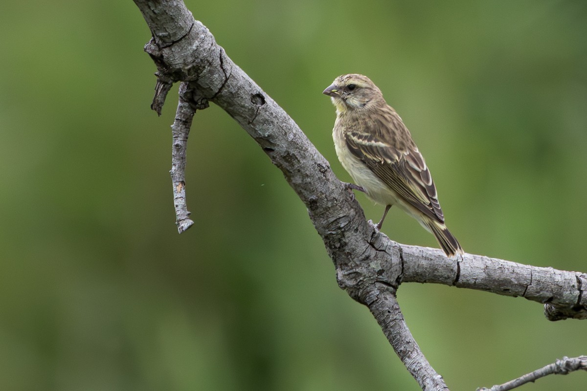 Yellow-throated Bush Sparrow - Walter Beyleveldt