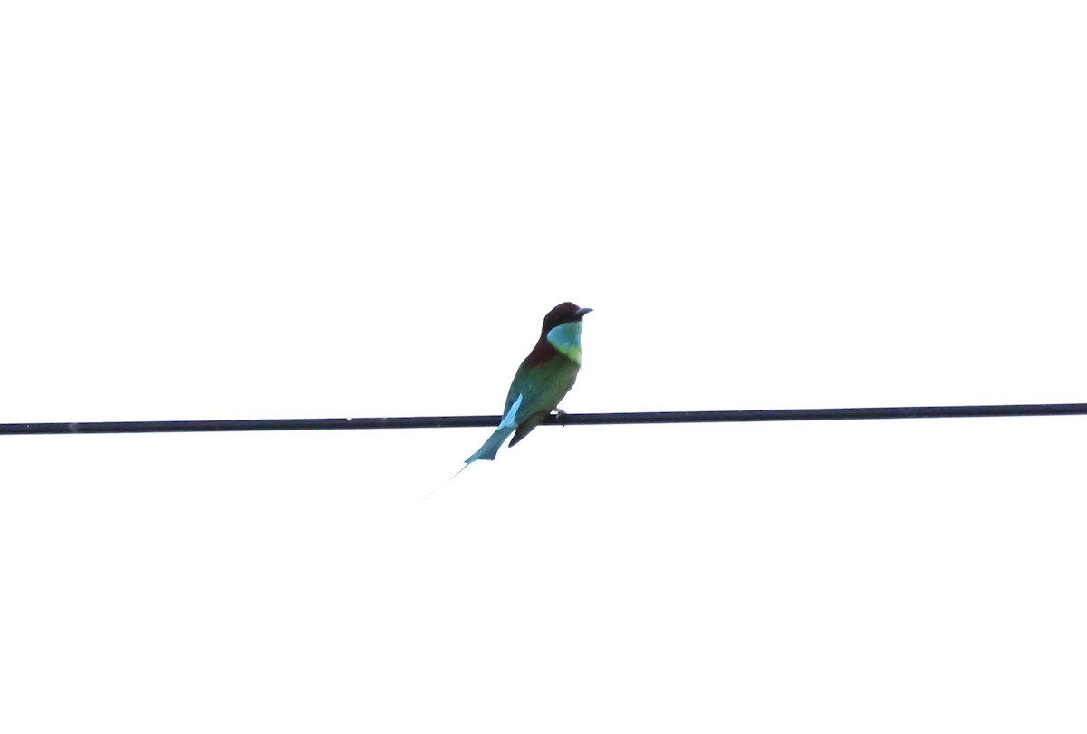 Blue-throated Bee-eater - ML618876155