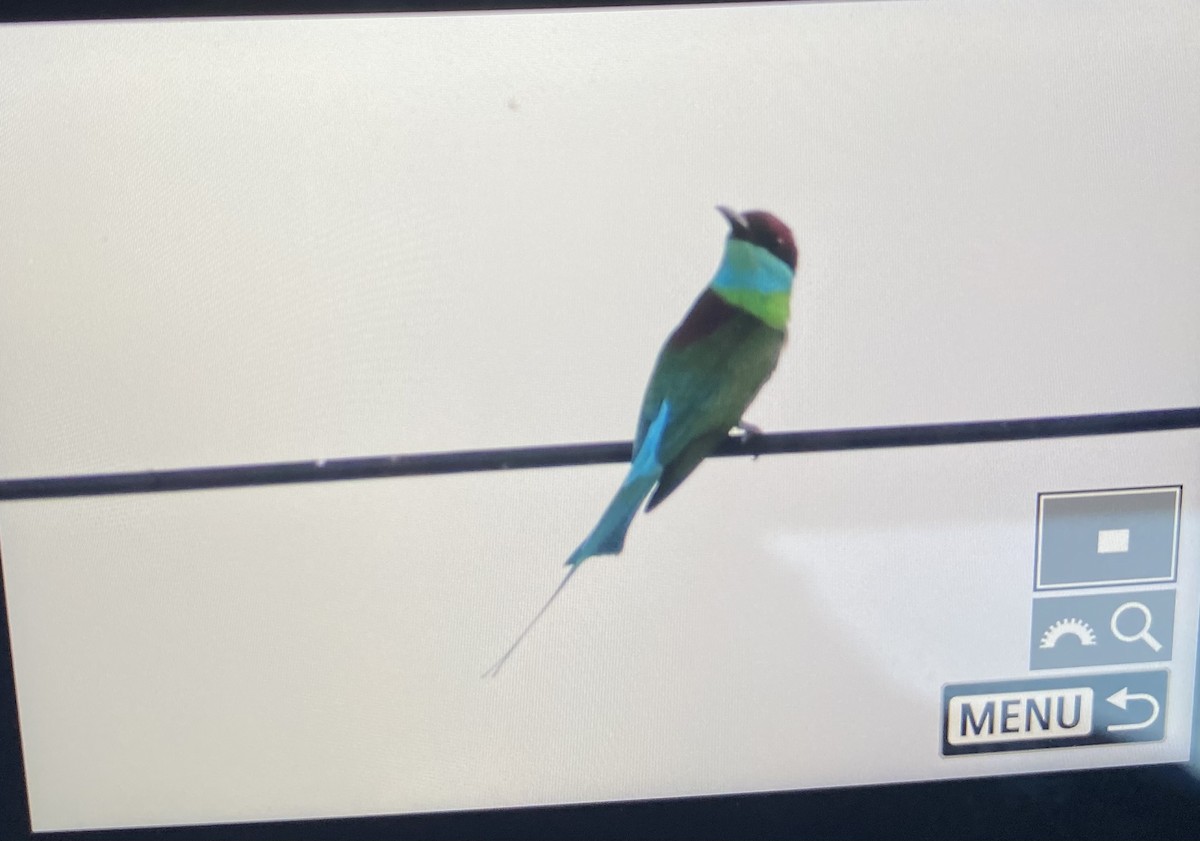 Blue-throated Bee-eater - ML618876156