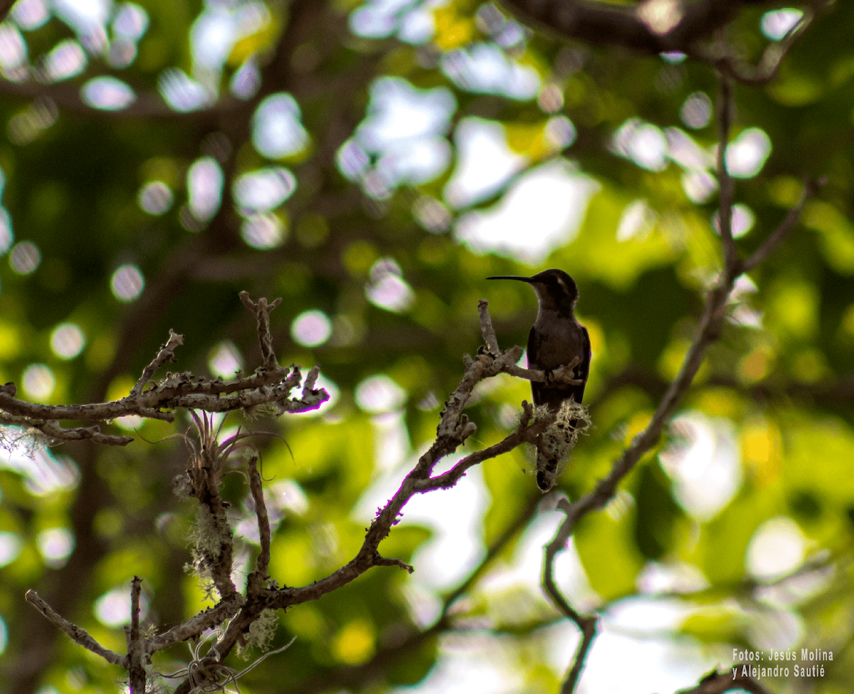 kolibřík kubánský - ML618876162