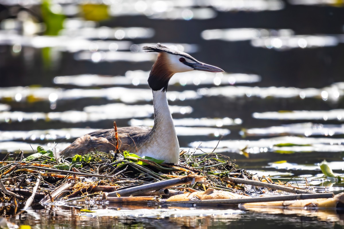 Great Crested Grebe - ML618876169