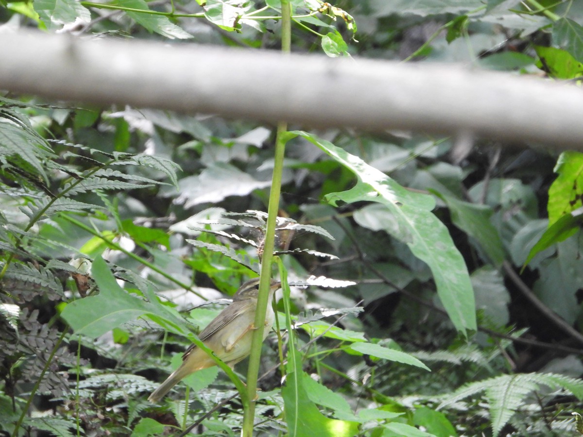 Pale-legged Leaf Warbler - ML618876197