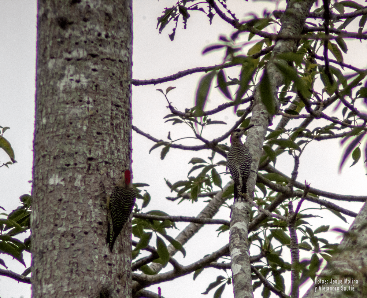 West Indian Woodpecker - ML618876202