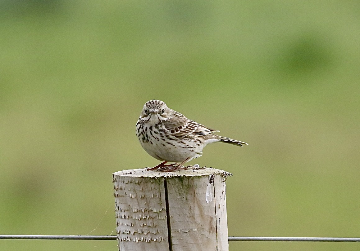 Meadow Pipit - ML618876210