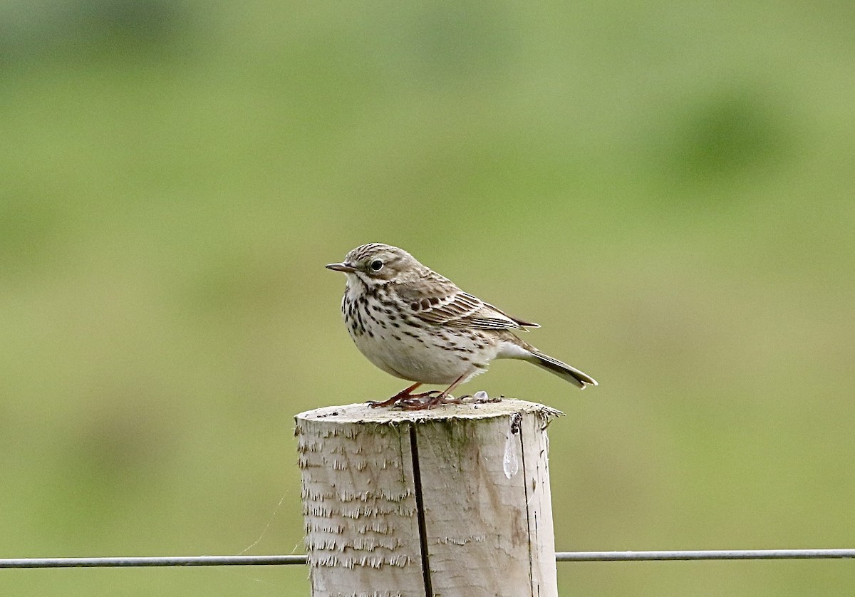 Meadow Pipit - ML618876211