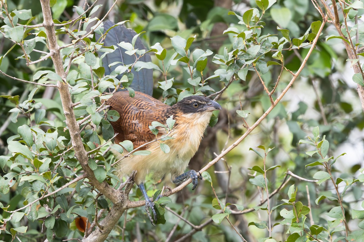 White-browed Coucal - Walter Beyleveldt