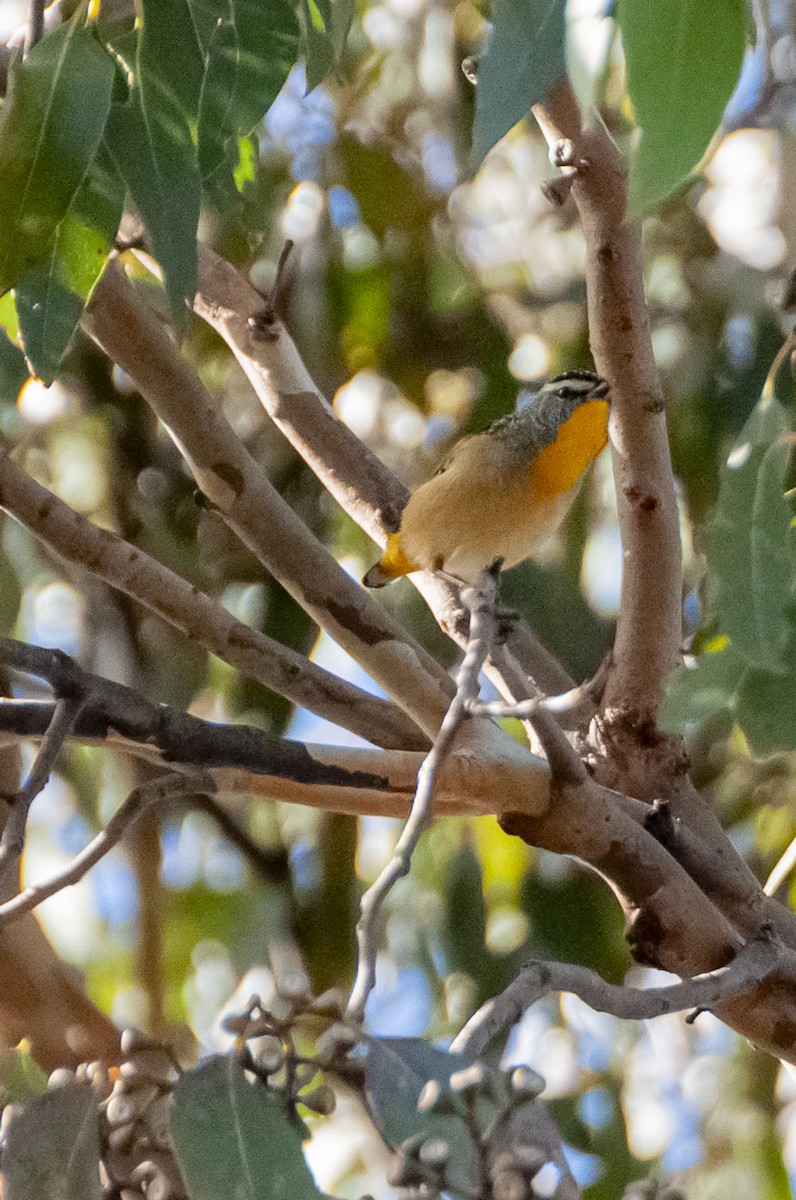 Spotted Pardalote - ML618876233
