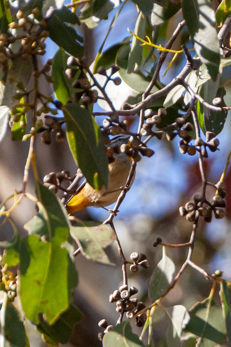 Spotted Pardalote - ML618876234