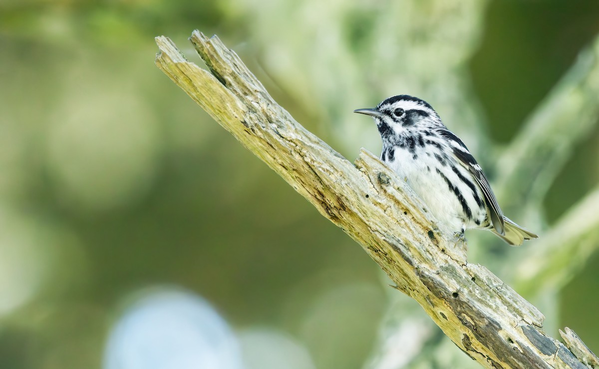 Black-and-white Warbler - ML618876266