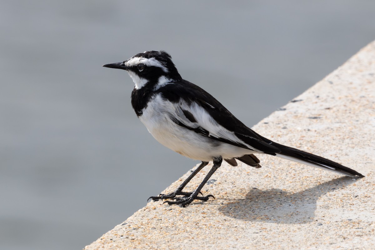 African Pied Wagtail - ML618876357