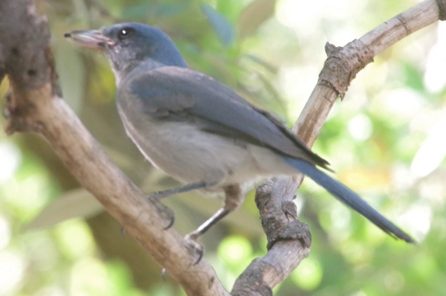 Mexican Jay - ML618876381
