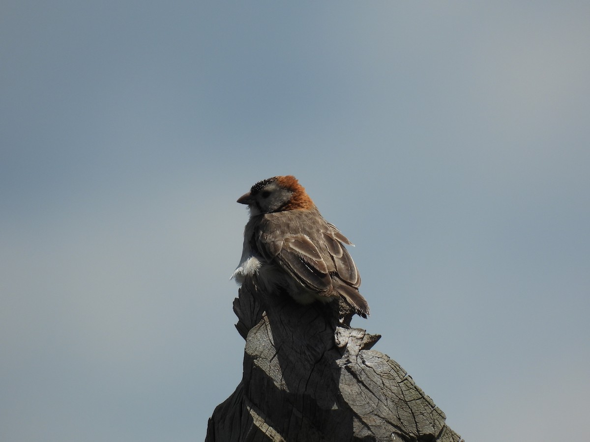 Speckle-fronted Weaver - ML618876386