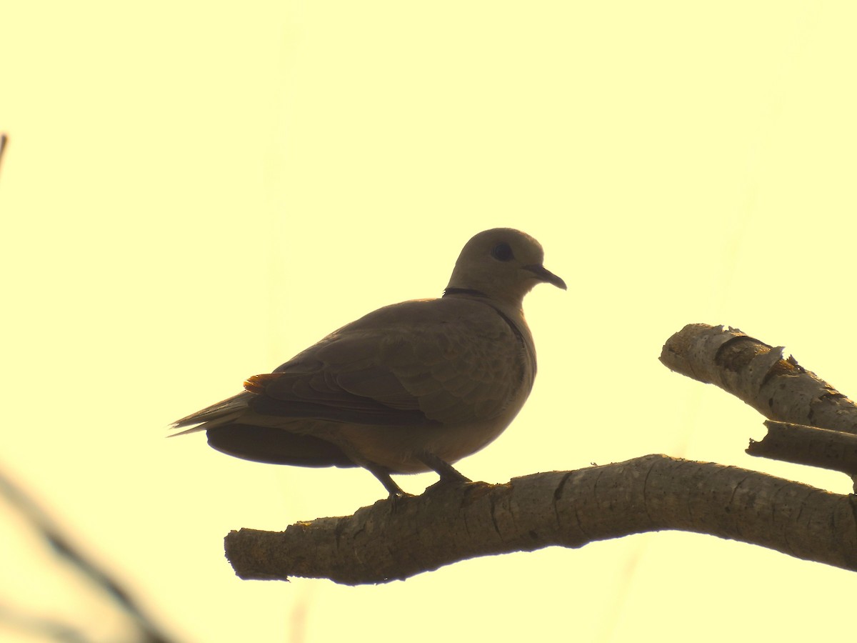 Red Collared-Dove - ML618876388