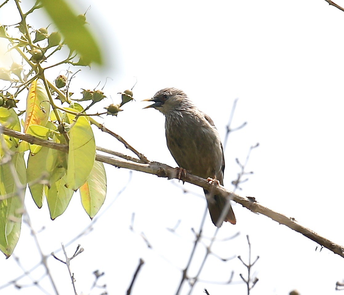 Chestnut-tailed Starling - Mark  Hogarth