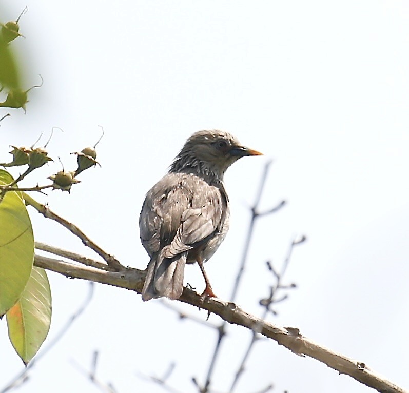 Chestnut-tailed Starling - Mark  Hogarth
