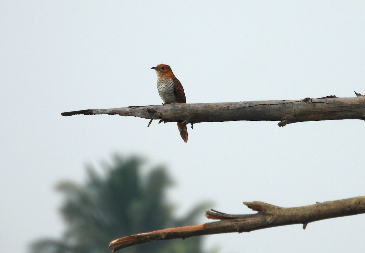 Gray-bellied Cuckoo - Praveen Tangirala