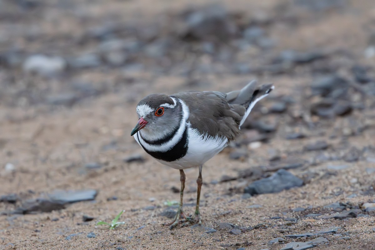 Three-banded Plover - ML618876422