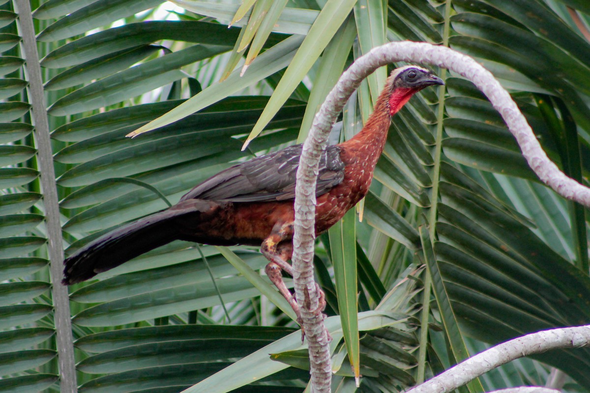 White-crested Guan - ML618876428