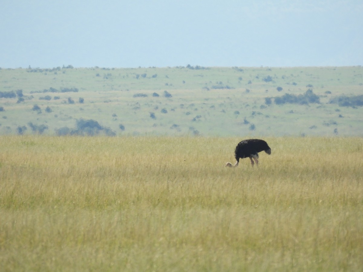 Common Ostrich - Suhel Quader
