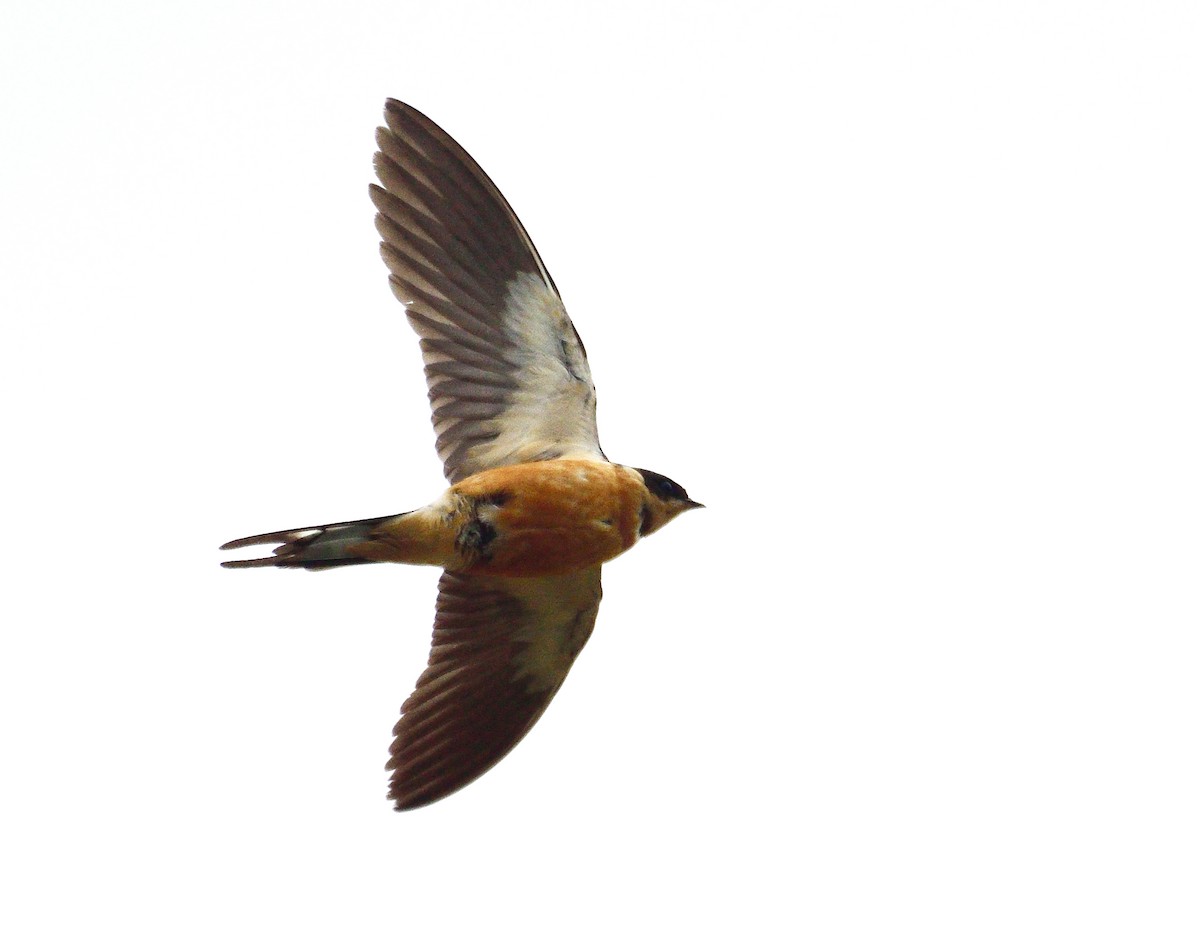 Rufous-chested Swallow - ML618876455