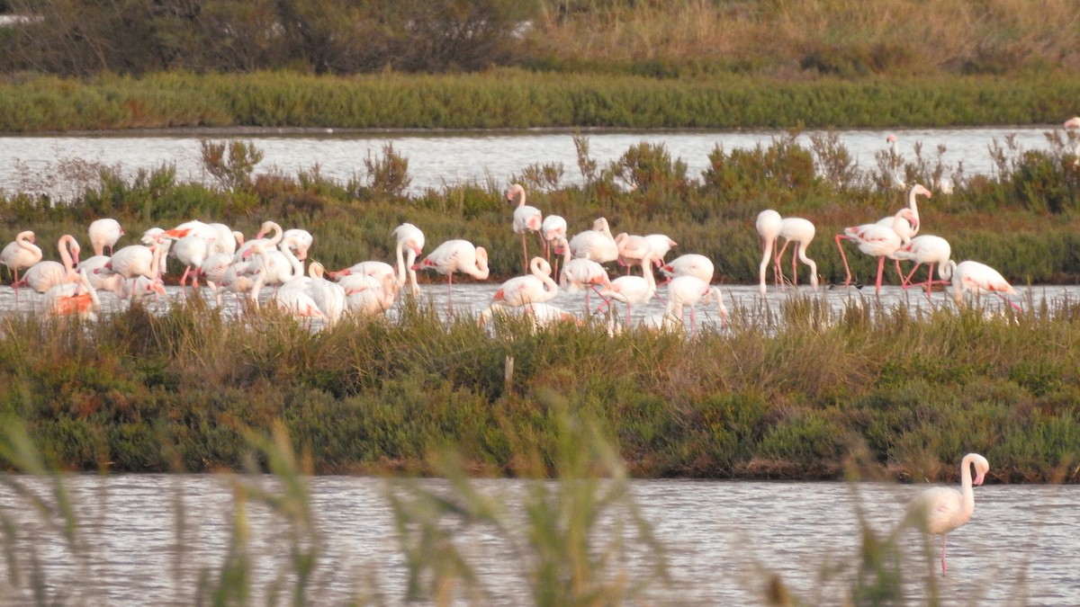 Greater Flamingo - ML618876459
