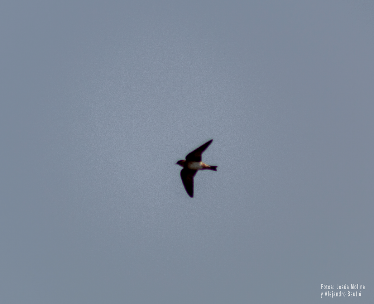 Cave Swallow - ML618876465