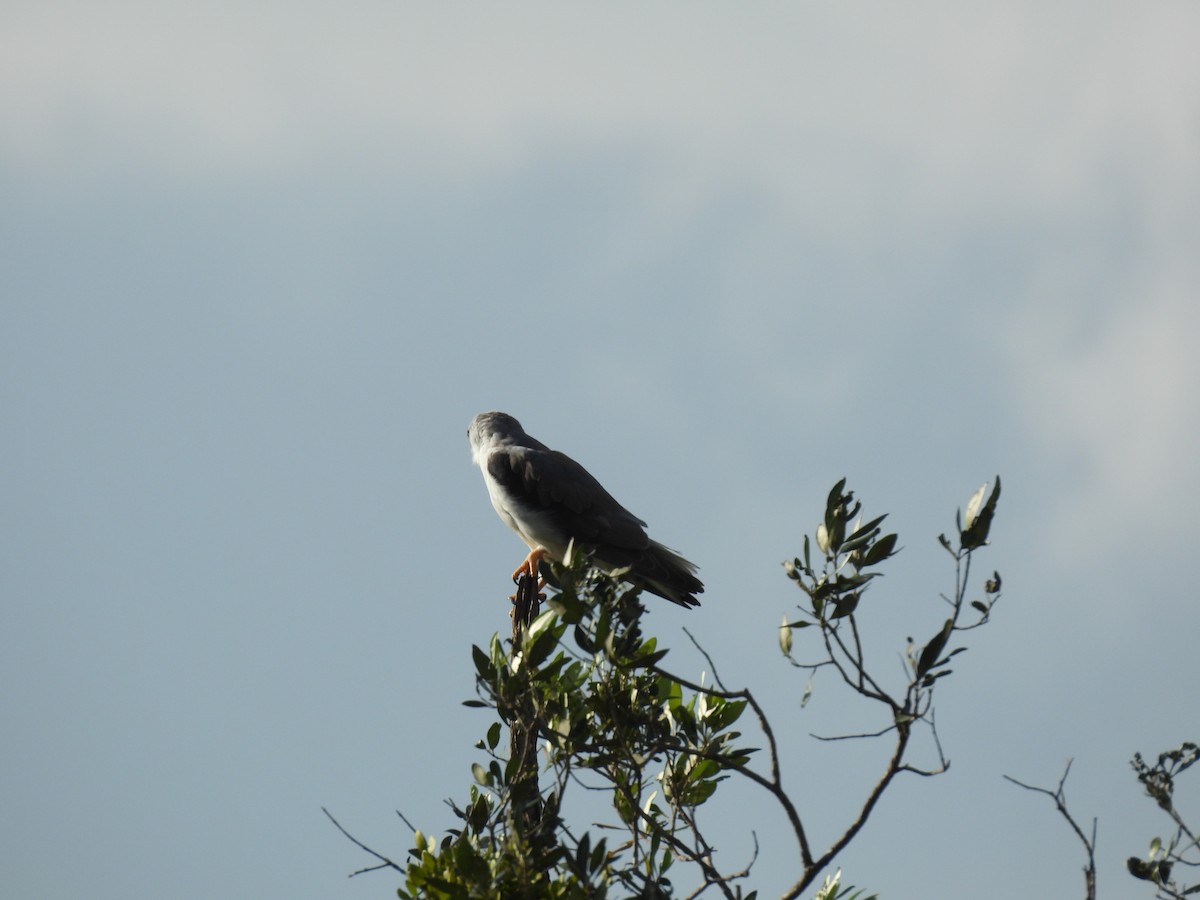 Black-winged Kite - Suhel Quader