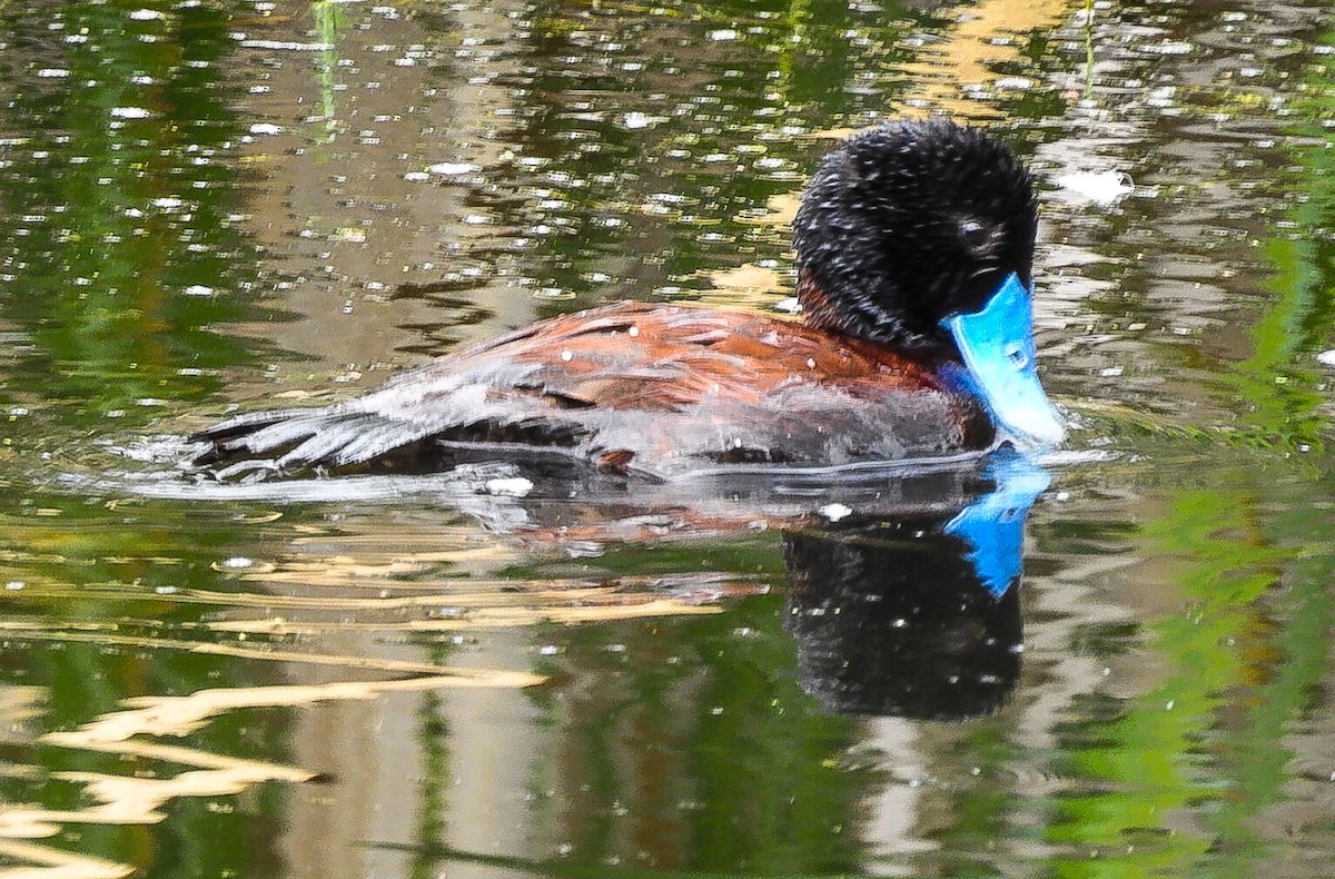 Blue-billed Duck - ML618876544