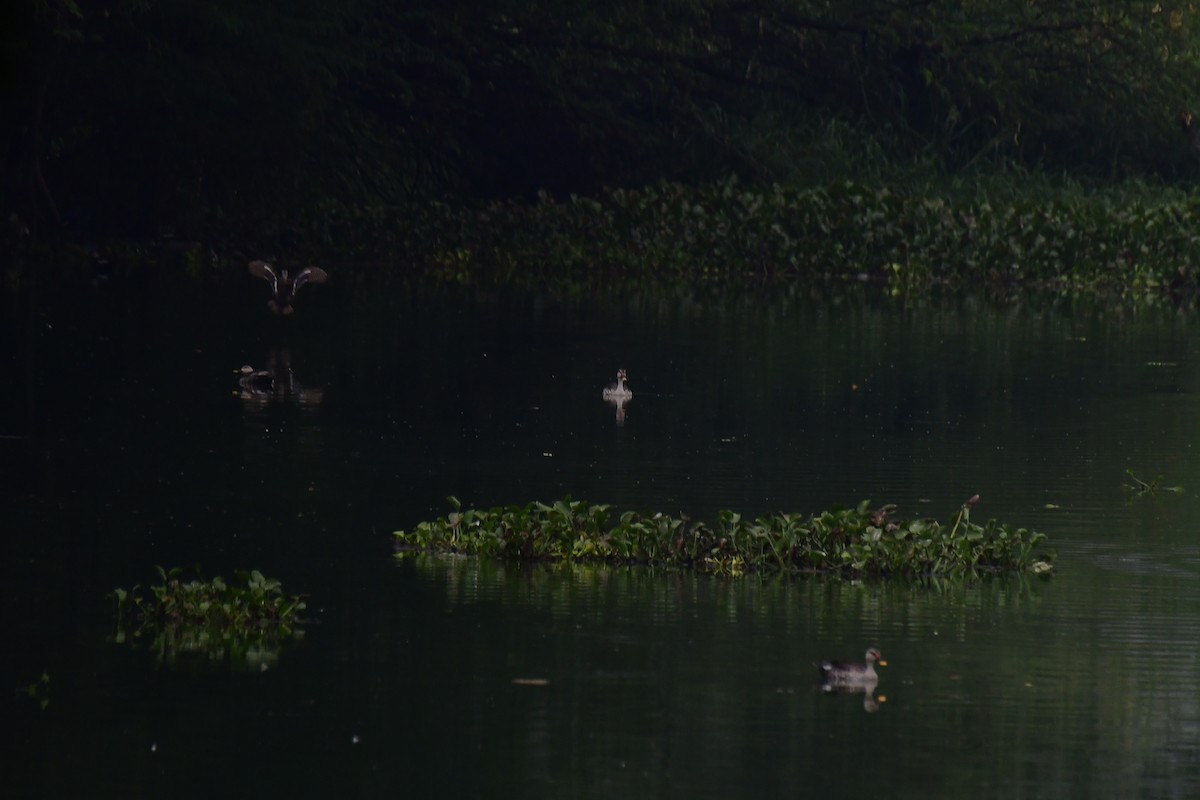 Indian Spot-billed Duck - Sathish Ramamoorthy