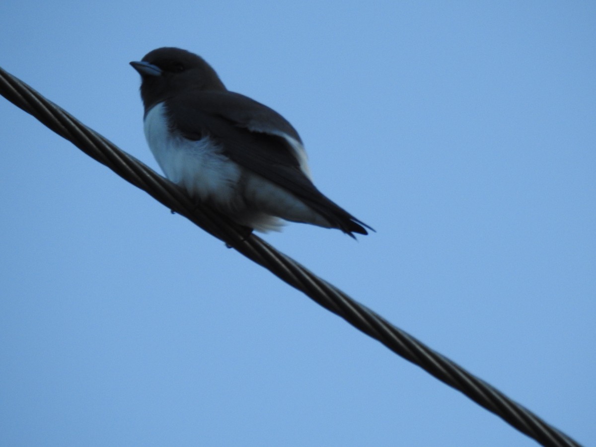 White-breasted Woodswallow - ML618876561