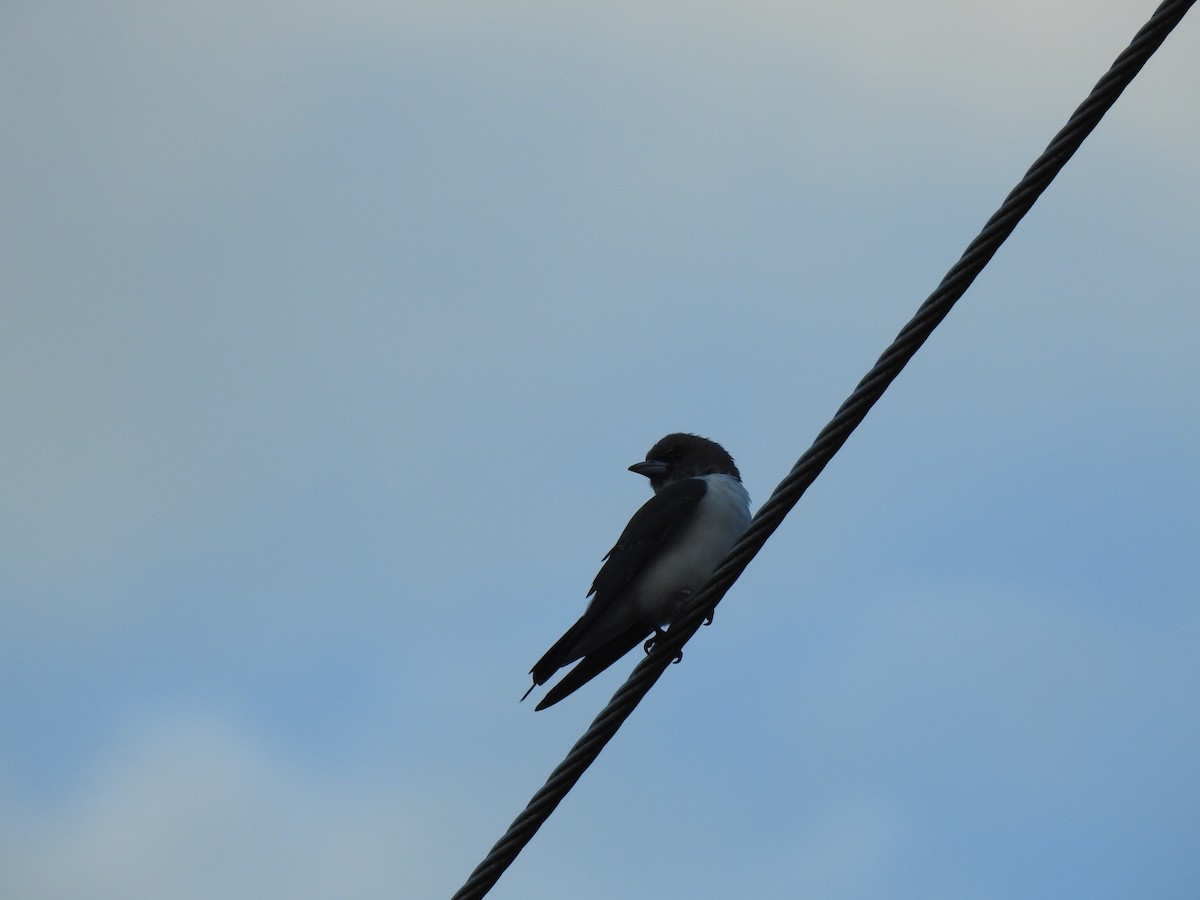 White-breasted Woodswallow - ML618876563