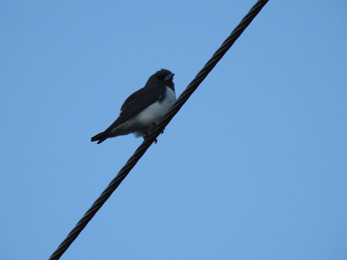 White-breasted Woodswallow - ML618876568