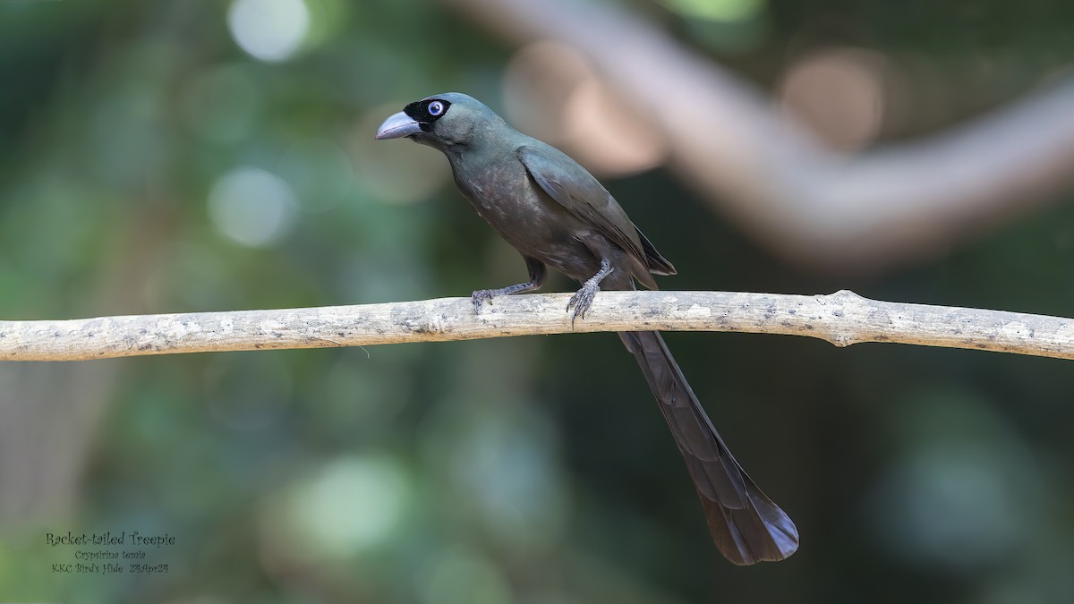 Racket-tailed Treepie - Kenneth Cheong
