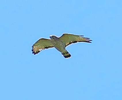Broad-winged Hawk - Maciej  Kotlarski