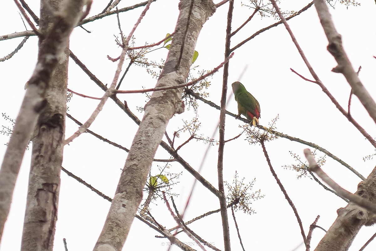 Blue-crowned Hanging-Parrot - Kittakorn Inpang