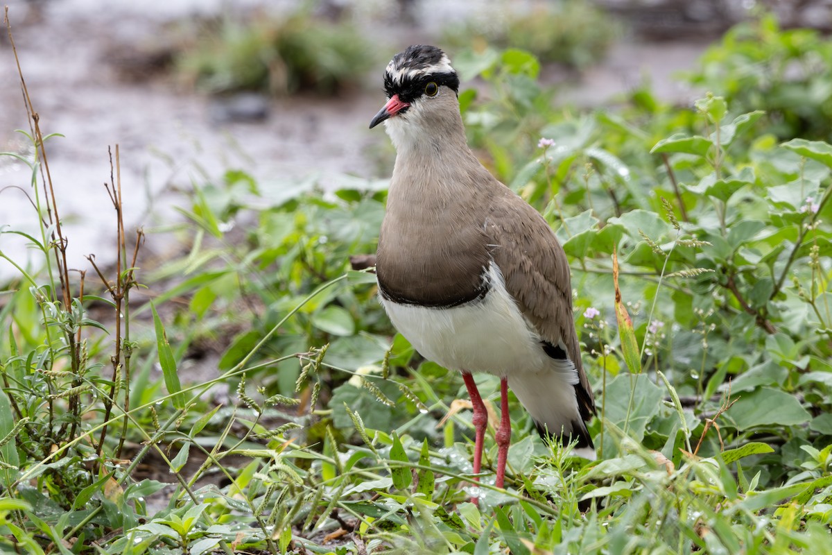 Crowned Lapwing - ML618876613